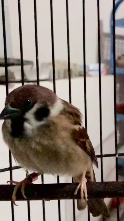 Pasti Nyaut!! Burung Gereja Tarung Nyerecet Mencari Teman Di Alam Liar | Kicau Tembak