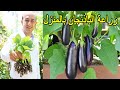 زراعة الباذنجان في المنزل
