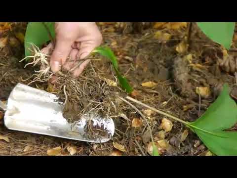 Video: Is Lily Of The Valley Invasive - Informasjon om planting av liljekonvaljer i hager