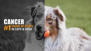 Cancer is now the #1 killer of dogs and cats.