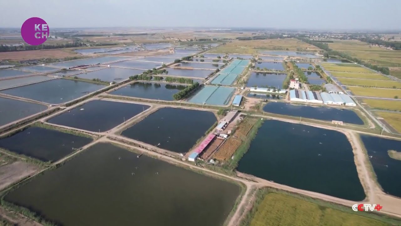 Modern Technologies Turn Saline-Alkali Land into Profitable Fish Farms ...