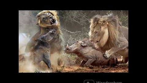 WARTHOG TAKES THE REVENGE@DRSKSINGHCHANNEL JAI SHREERAM