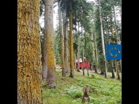 ბეშუმის ტყეში კოტეჯებისთვის ჩასადგმელად ბოძები უკანონოდაა დამონტაჟებული