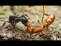 Red ants Vs Black ants - Natural Life