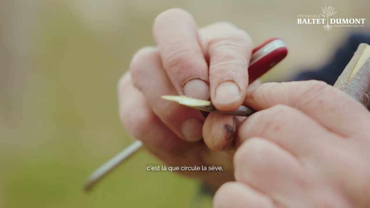 La greffe sur nos arbres