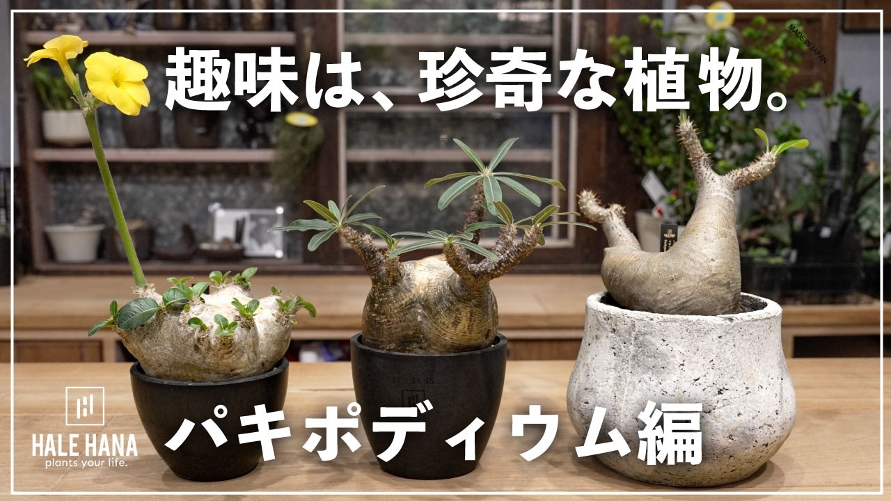My hobby is collecting unusual plants [Pachypodium edition] - YouTube