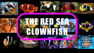 The fifteenth: RED SEA CLOWNFISH.