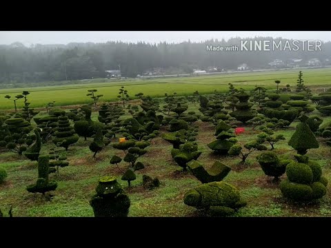 Video: Topiary Gemaak Van Koffiebone