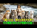 【奇跡の実話】8歳の女の子が溺れかけた子犬の秋田犬を救った…その直後、7匹の秋田犬たちが少女のもとに駆け寄り、信じられない光景が広がった！