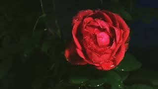 Rain meditation music is a sub-genre of relaxing meditation music screenshot 5