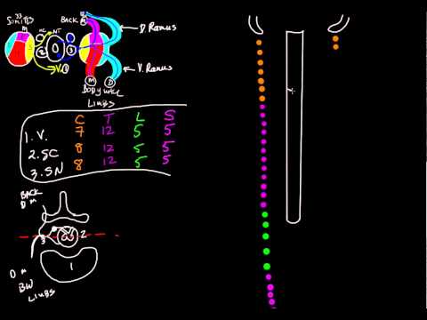 Neurological Levels Schematic