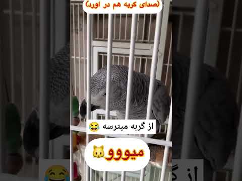 ببین چی میگه به گربهه پرنده Birds طوطی Parrot کاسکو Shorts Pets