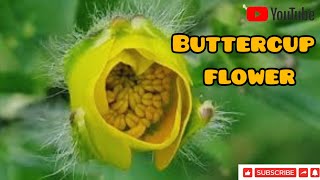 Exclusive Buttercup Flowers (Ranunculus) Details