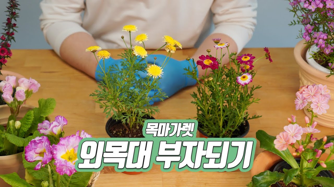 Выращивание деревянной маргаритки, вырывание корней, изготовление внешней подставки для дерева