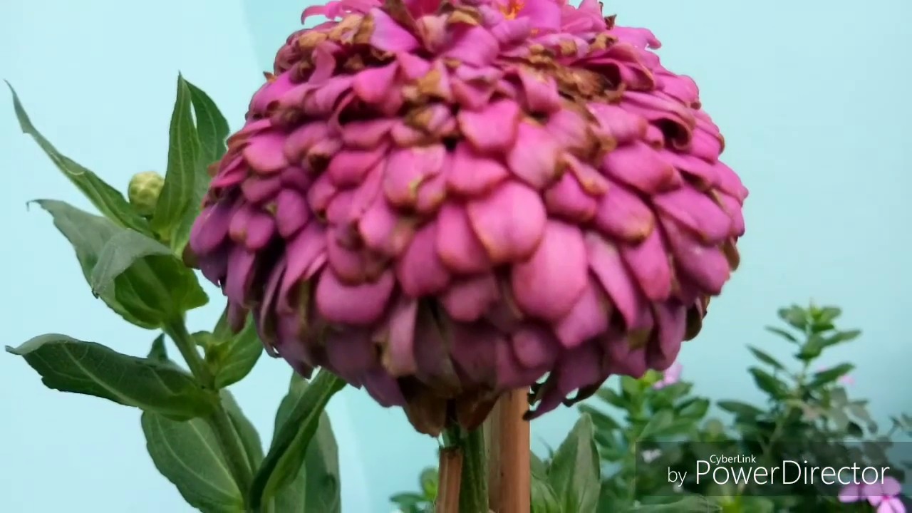 How to care of zinnia flower How to grow zinnia Fertilizer for
