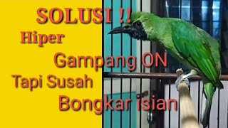 Setingan cucak ijo hiper gampang on tapi susah bongkar isian ini solusinya