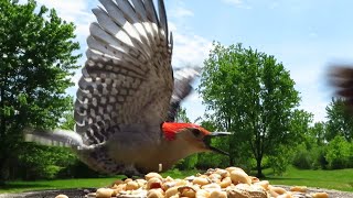 Red-bellied woodpeckers and friends on a breezy spring afternoon