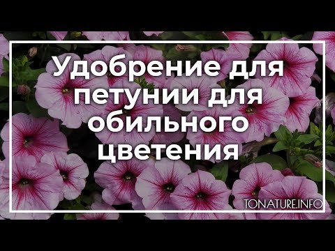 Удобрение для петунии