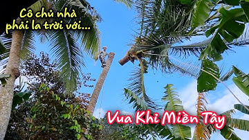 Cô chủ nhà phải la trời ! Khi Vua Khỉ cưa cây Dừa nghiên vô nhà vì sao???