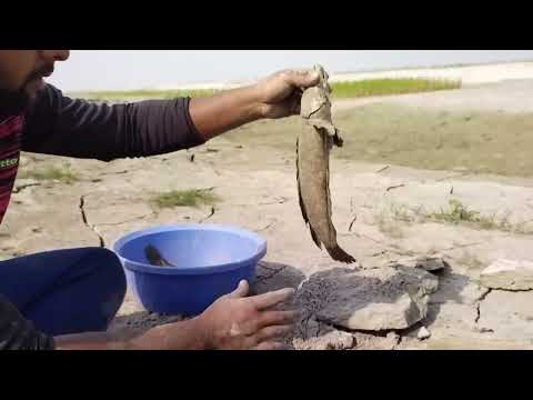 Amazing Boy Fishing in Dry Season | Catching Monster Fish in River Side Secret Hole | Hand Fishing