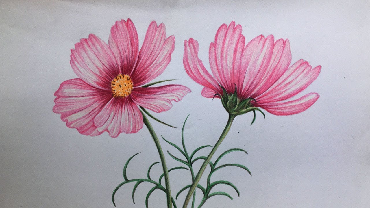 Cosmos Flowers Drawing In Color Pencils