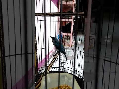 Selendang Biru Trotol Ngobra Mantep Cuy Youtube