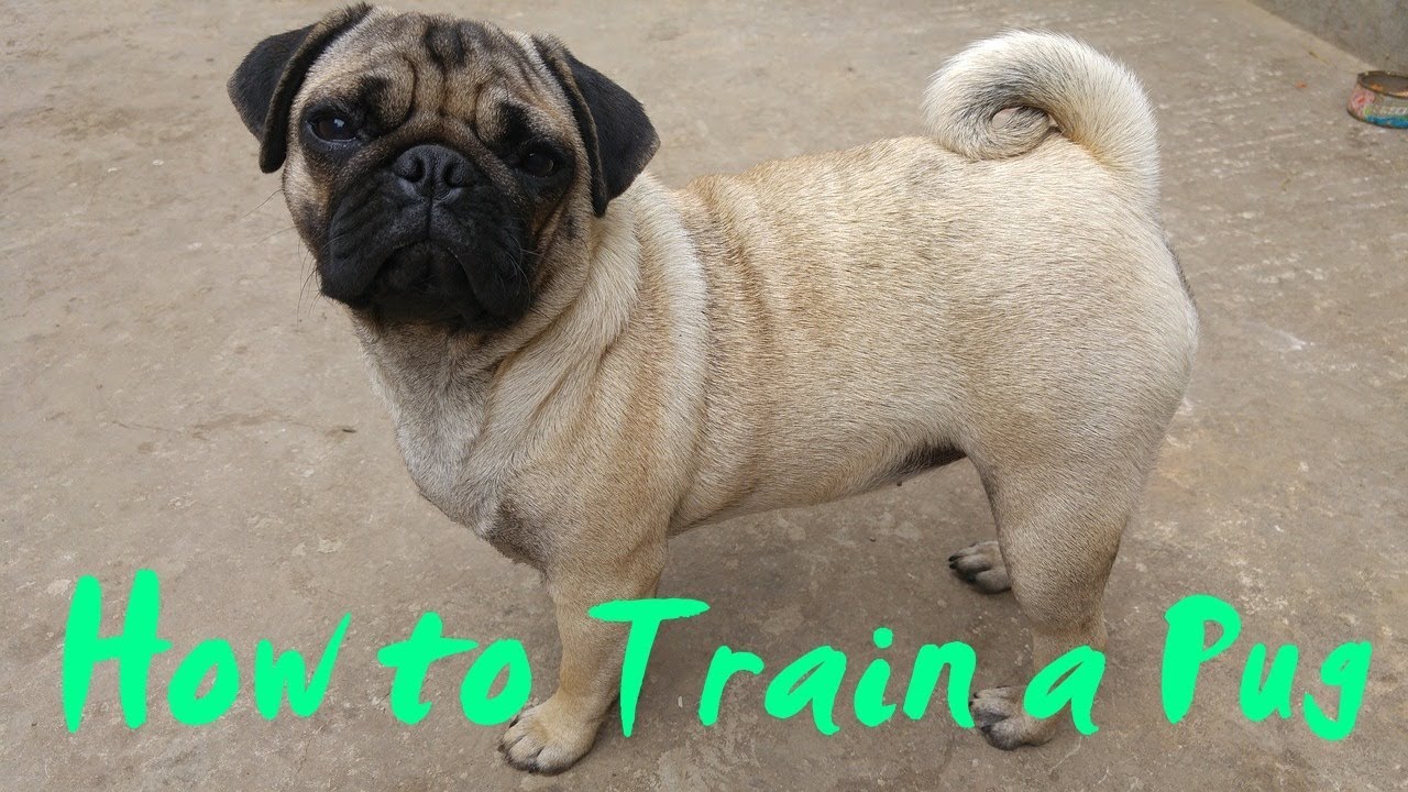 How To Train A Pug How To Potty Train A Pug Beautiful Dogs Pugs Pug Dog