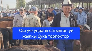 видео: Ош Учкун мал базар 14 Сентябрь 2025 жыл Сатылган уй жылкы бука торпоктор #базар #видео #рекомендации картинка: Ош Учкун мал базар 14 Сентябрь 2025 жыл Сатылган уй жылкы бука торпоктор #базар #видео #рекомендации