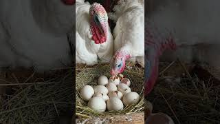 Hatching #support #subscribe #share
