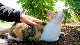 花壇で暮らす仲良し猫達の住処にボッチの茶トラ猫が遊びに来たら…