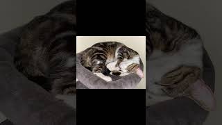 https://www.reddit.com/r/aww/comments/13gj1 #viral #cat