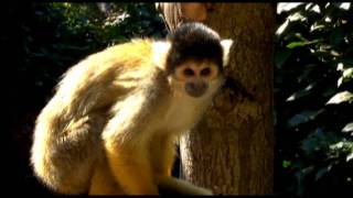 Cute squirrel Monkeys https://www.zsl.org Visit our meet the monkeys exhibit here at ZSL London Zoo. Watch the cute Black-capped squirrel monkeys in full swing.