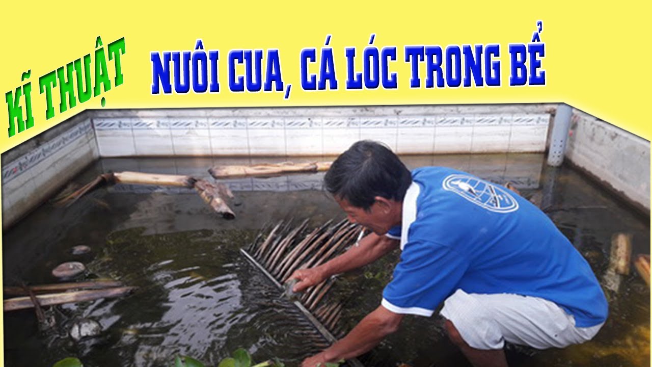 Cách nuôi cá lóc trong bể xi măng