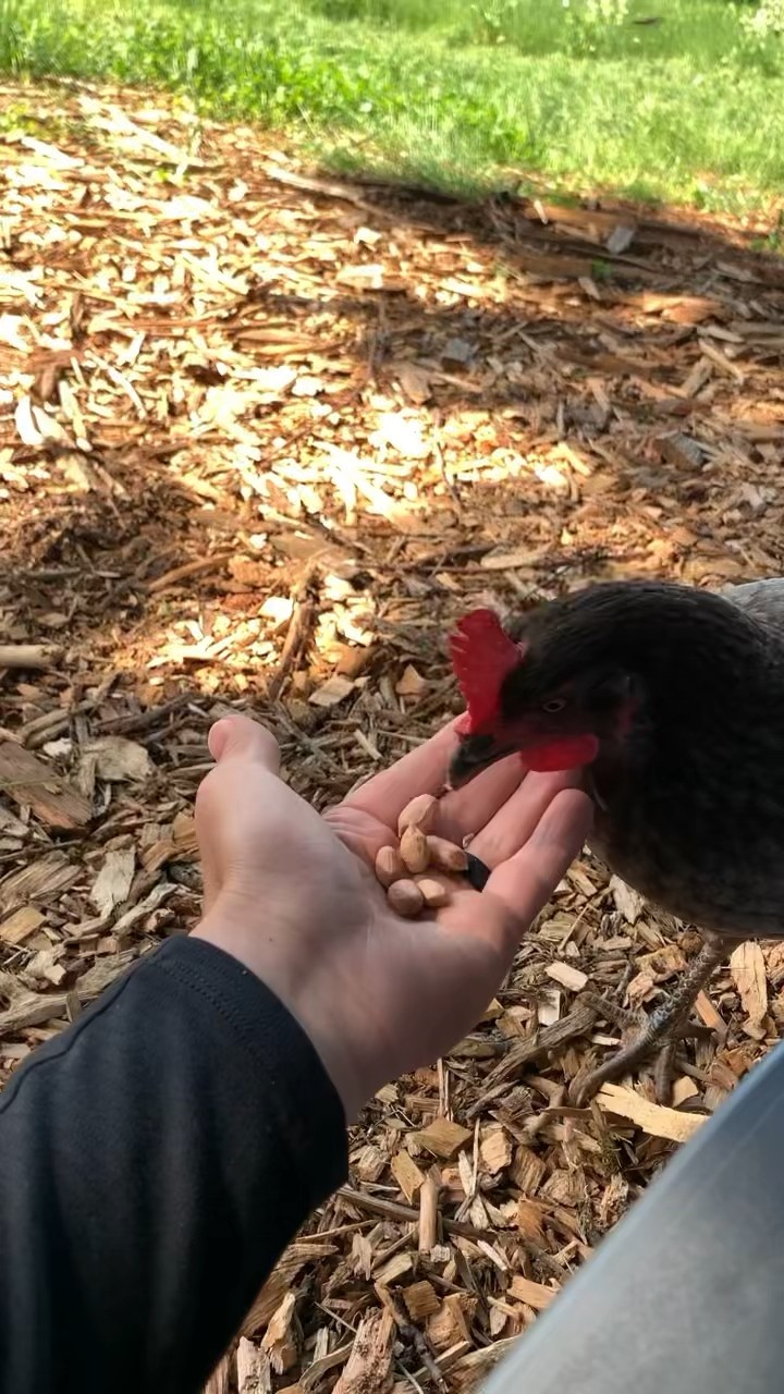 Chickens love peanuts! They’re rich in protein, healthy fats, vitamins and minerals! #permaculture