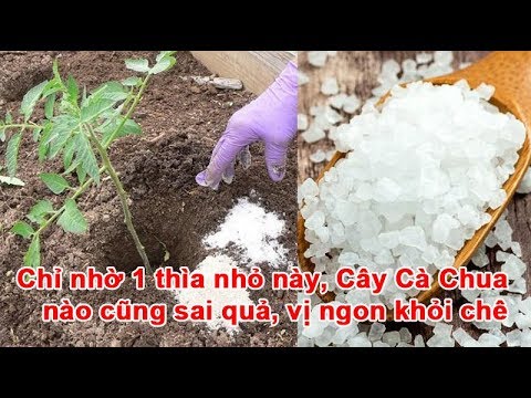 Video: Cà chua muối trong lọ làm thùng