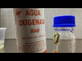 Siembra de carnivoras in vitro en medio de cultivo