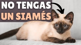 NO tengas un gato SIAMÉS sin antes ver esto screenshot 4