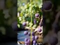 anggur - video Ai #fypyoutube