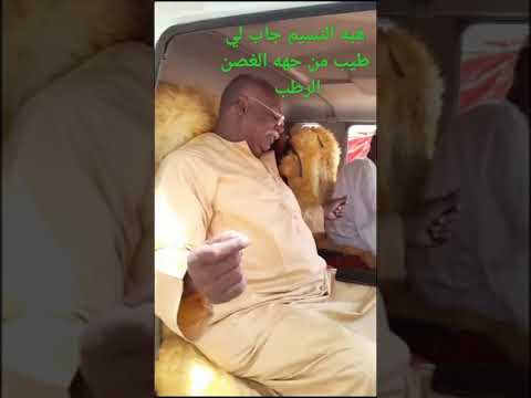 هبة النسيم جاب لي طيب