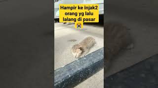 Kitten Almost Got Trampled In The Traditional Market