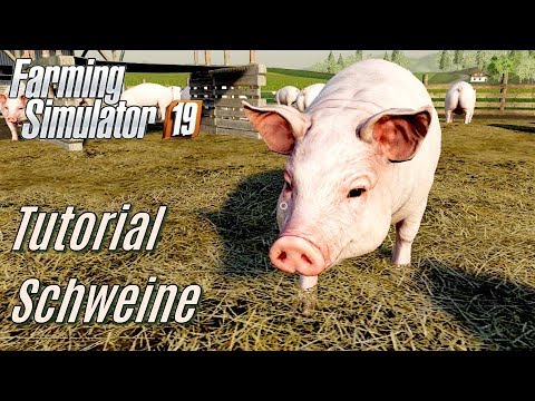 Video: Wie Man Ein Schwein Füttert