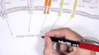 Immunology - Toll Like Receptors Overview