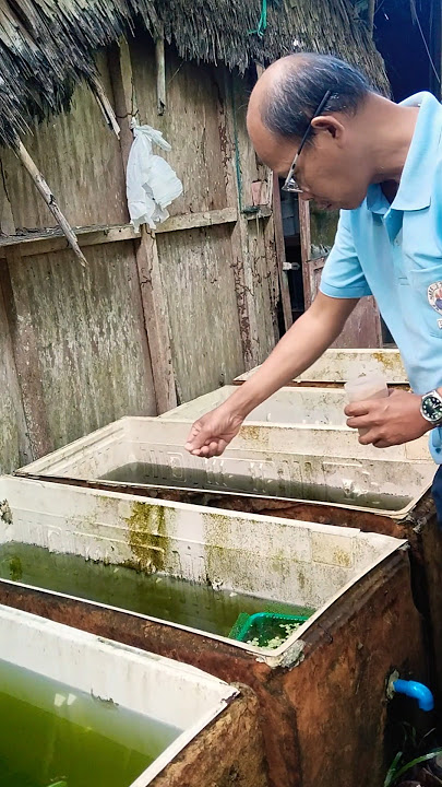 Feeding my Red Tail Dumbo Ear guppy #fishkeepinghobby #guppy #fishtank #aquarium