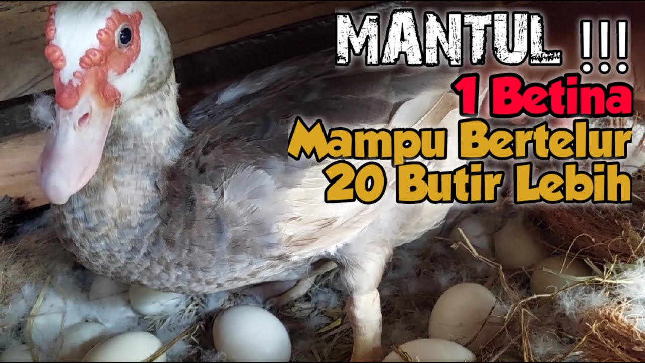 MANTUL !!! 1 BETINA ENTOK RAMBON MAMPU BERTELUR 20 BUTIR LEBIH ...