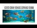 Ikan Hias Tahan Lama 🐠 Rahasia Ikan Air Tawar & Laut yang Tidak Mudah Mati!