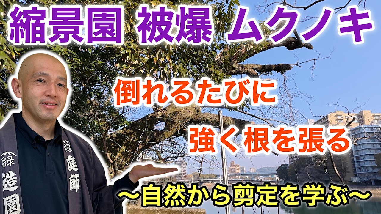 【何度倒されても、また踏ん張る】爆心地1.3km、被爆したムクノキが教える不屈の知恵