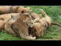 Прайд вожака на львином пляже! Тайган Lions' life in Crimea