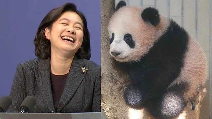 Diplomat-panda muddle in hilarious MOFA mix-up - DayDayNews