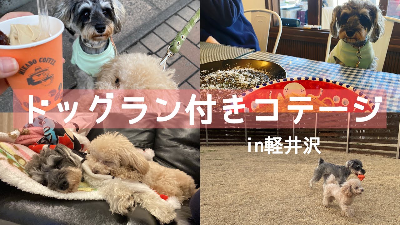 軽井沢のドッグラン付きコテージに1泊2日でわんこ旅してきました🐶🤍