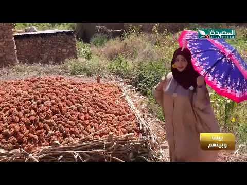 شاهد مايا العبسي وهي تقوم بتحميص البن في هرر بأثيوبيا #طائر_السعيدة7 #رمضان #السعيدة